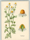 10518202 - Blumen  Kamille - Salute
