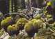 AK 212531 MONACO - Jardin Exotique - Exotic Garden
