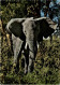 East Aftrican Game Elephant - Olifanten