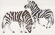 ZEBRA Animals Vintage Postcard CPSM #PBR939.A - Cebras