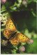 BUTTERFLIES Animals Vintage Postcard CPSM #PBS451.GB - Vlinders