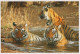 TIGRE GATO GRANDE Animales Vintage Tarjeta Postal CPSM Unposted #PAM031.ES - Tijgers