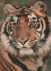 TIGER Tier Vintage Ansichtskarte Postkarte CPSM #PBS078.DE - Tigres