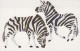 ZEBRA Animale Vintage Cartolina CPSM #PBR939.IT - Zebras