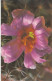 UdSSR, 13 Bildpostkarten, Kakteen / USSR, 13 Picture Postcards, Cacti - Sukkulenten