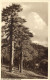 Cyprus, TROODOS, View With Trees (1950s) Mangoian Bros. Postcard (1) - Cipro