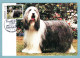 Carte Maximum Monaco 1990 - Exposition Canine Internationale Spéciale Bearded Collie - YT 1715 - Cartes-Maximum (CM)