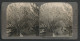 Stereo-Fotografie American Stereoscopic Co., New York, Ansicht Yokohama, Strasse Mit Blühenden Kirschbäumen  - Photos Stéréoscopiques