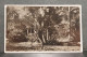 BRASIL , RIO DE JANEIRO , ASPECTO DO JARDIM BOTANICO , LOT 174 - Rio De Janeiro