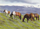 AK 212637 ICELAND - Gracing Ponies In Eyjaföllum - IJsland