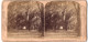 Stereo-Fotografie J. F. Jarvis, Washington D.C., Ansicht Savannah / GA, Moss Avenue, Bonaventure Cemetery  - Photos Stéréoscopiques