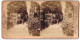 Stereo-Fotografie J. F. Jarvis, Washington D.C., Ansicht Washington D.C., Avenue Of Palms, Botanical-Garden  - Photos Stéréoscopiques