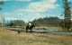 Animaux - Chevaux - Scene In Buffalo Creek Valley Near 100 Mile House - Cariboo - Etats Unis - Chiens - CPM - Voir Scans - Chevaux