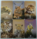 SOUTH AFRICA - Chip - Private Issues - Nedbank - BIG CAT Set Of 6 - MV-SAF-P-14... -  1000ex - Mint - Südafrika