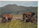 ELEVAGE. CPSM. 63. VACHES.TRAITE EN MONTAGNE. ANNEE 1974 + TEXTE - Allevamenti