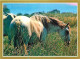 Animaux - Chevaux - La Passion Du Cheval - Photo Serge Farissier - Carte Neuve - CPM - Voir Scans Recto-Verso - Chevaux