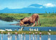 LION Tier Vintage Ansichtskarte Postkarte CPSM #PBS069.A - Lions