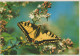 SCHMETTERLINGE Vintage Ansichtskarte Postkarte CPSM #PBZ915.DE - Butterflies