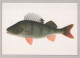 PESCADO Animales Vintage Tarjeta Postal CPSM #PBS854.ES - Fische Und Schaltiere