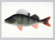 PESCADO Animales Vintage Tarjeta Postal CPSM #PBS854.ES - Vissen & Schaaldieren