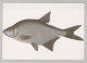 POISSON Animaux Vintage Carte Postale CPSM #PBS855.FR - Fish & Shellfish