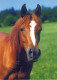 CHEVAL Animaux Vintage Carte Postale CPSM #PBR942.FR - Chevaux