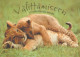 LION Animals Vintage Postcard CPSM #PBS080.GB - Löwen