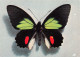 TH-PAPILLONS-N°TB3539-D/0127 - Butterflies