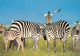 TH-ZEBRES-N°TB3539-D/0093 - Zebra's