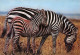 TH-ZEBRES-N°TB3539-D/0091 - Zebra's