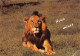 TH-LIONS-N°TB3539-D/0021 - Leeuwen