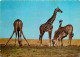 Animaux - Girafes - Carte Dentelée - CPSM Grand Format - Voir Scans Recto-Verso - Girafes