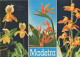 135200 - Madeira - Portugal - Blumen - Madeira