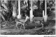 AEQP2-ALGERIE-0088 - COLOMB-BECHAR - Les Gazelles Du Jardin Public - Bechar (Colomb Béchar)