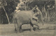 1915 CEYLON , T.P. CIRCULADA A KOBE ( JAPÓN ) , " ELEPHANTS AT WORK " , YV. 181 , GEORGE V - Ceylan (...-1947)