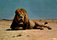 N°1136 Z -cpsm Réserve Africaine De Sigean -le Lion - Leones