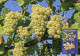 LIBYA 1995 Fruits Orchards "Grape" (maximum-card) #16 - Fruits