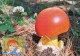 LIBYA 1985 Mushrooms "Amanita Caesarea" (maximum-card) #2 - Funghi