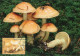 LIBYA 1985 Mushrooms "Pholiota Lenta" (maximum-card) #14 - Mushrooms