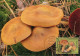 LIBYA 1985 Mushrooms "Cortinarius Subfulgens" (maximum-card) #4 - Mushrooms