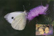 LIBYA 1981 Butterflies "Pieris Brassicae" (maximum-card) #12 - Papillons