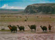 Pérou - Recua De Liamas En Altiplano - Troupe De Lamas Sur Le Haut Plateau - Etat Pli Visible - CPM - Voir Scans Recto-V - Perú