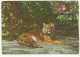 Hungary, Maximum Card, Chinese Tiger (Panthera Tigris Amoyensis), 1999. - Cartoline Maximum