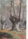 E59. Vintage Tucks Postcard.  Trees. Burnham Beeches. Buckinghamshire - Buckinghamshire