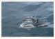 AK 212779 NEW ZEALAND - Delphine In Der Bay Of Islands - Nieuw-Zeeland