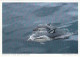 AK 212779 NEW ZEALAND - Delphine In Der Bay Of Islands - Nouvelle-Zélande