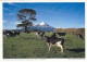 AK 212787 NEW ZEALAND - Weiden Unterhalb Des Taranaki (Mt. Egmont) - Nouvelle-Zélande
