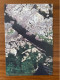 China Postal Card Postcard Travel Cherry Blossom Tree Japan Tourism Trees Flowers Flora Flower - Trees