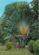 Antilles - L'arbre Du Voyageur - Carte Neuve - CPM - Voir Scans Recto-Verso - Sonstige & Ohne Zuordnung