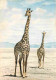 Animaux - Girafes - Faune Africaine - CPM - Voir Scans Recto-Verso - Giraffen